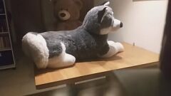 Reproducir El apasionante encuentro después del trabajo del amante alemán de los peluches con su peluche husky