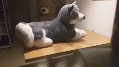 Reproducir El apasionante encuentro después del trabajo del amante alemán de los peluches con su peluche husky